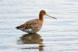 Godwits: Black-tailed Godwit - standing in deep water with reflection