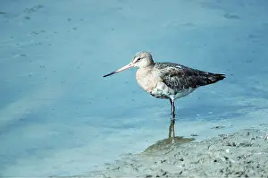 Godwit: BLACK-TAILED GODWIT - standing by water