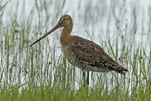 Austrias: Black-tailed godwit standing at the water's edge with green stalks looking left