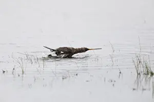 Godwits: Black - tailed Godwit - taking a bath in a lagoon