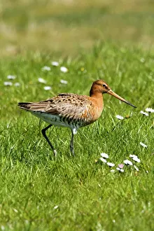 Grassfield: Black-tailed Godwit - Walking on grassfield