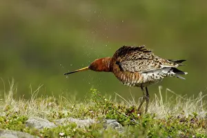 Godwits: Black-tailed Godwit - washing