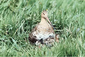 Godwit: BLACK-TAILED GODWIT - with young