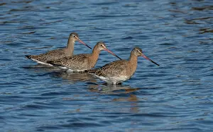 Migrating: Black-tailed godwits, Limosa limosa, in autumn i