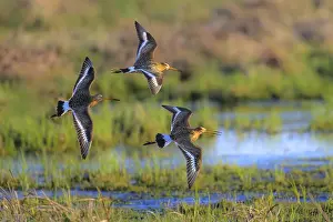 Moisture: Three black-tailed godwits (Limosa limosa) flying over a damp meadow and a small watercourse
