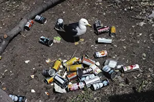 Garbage: Black-tailed Gull and Litter