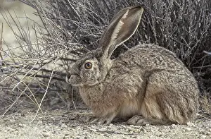 Californicus: Black-tailed Jack Rabbit under bush - Black-tailed
