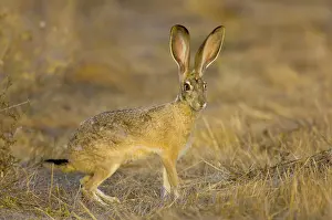 Californicus: Black-tailed Jackrabbit