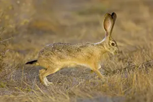 Californicus: Black-tailed Jackrabbit