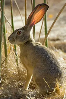 Californicus: Black-tailed Jackrabbit