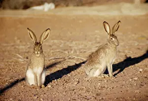 Californicus: Black-tailed Jackrabbit