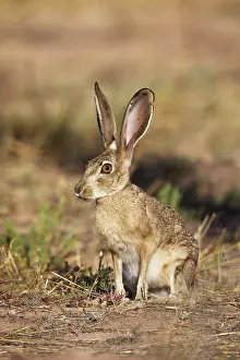 Californicus: Black-tailed Jackrabbit