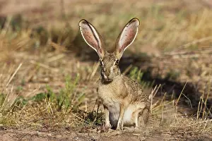 Californicus: Black-tailed Jackrabbit