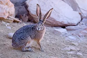 Californicus: Black-tailed Jackrabbit - adult