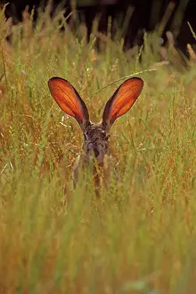 Californicus: Black-tailed Jackrabbit - the blood through the