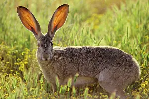 Californicus: Black-tailed jackrabbit - blood vessels in ears