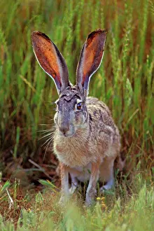Californicus: Black-tailed Jackrabbit - In Grass