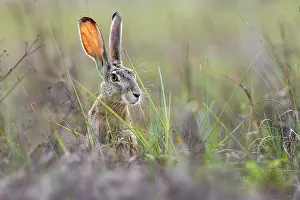 Adam: Black-tailed jackrabbit, South Padre Island, Texas