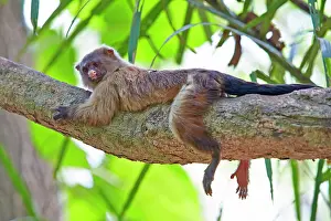 Marmoset: Black-tailed marmoset lying on a branch Pantanal