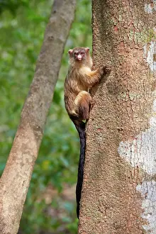 Marmoset: Black-tailed marmoset Pantanal area Mato Grosso