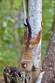 Marmoset: Black-tailed marmoset Pantanal area Mato Grosso