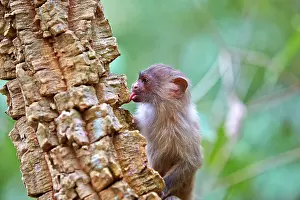 Marmoset: Black-tailed marmoset Pantanal area Mato Grosso