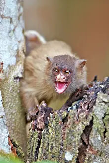 Screaming: Black-tailed marmoset Pantanal area Mato Grosso