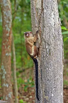Marmoset: Black-tailed marmoset Pantanal area Mato Grosso