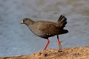 Gallinula: Black-tailed Native-Hen Black-tailed Native-Hen