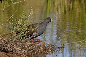 Gallinula: Black-tailed Native-Hen Black-tailed Native-Hen