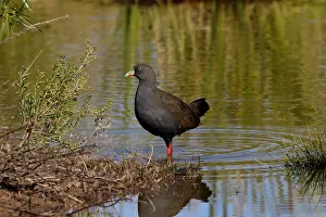Gallinula: Black-tailed Native-Hen Black-tailed Native-Hen