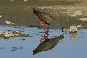 Pollution: Black-tailed NATIVE HEN - in sewage ponds