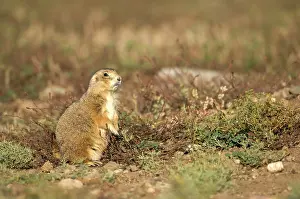 Cynomys: Black-tailed Praire Dog - In alert posture while feeding
