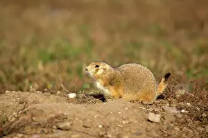 Cynomys: Black-tailed Praire Dog - Crouching at entrance