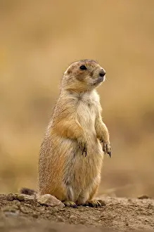 Cynomys: Black-tailed Praire Dog - Standing up on lookout