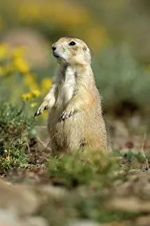 Cynomys: Black-tailed Praire Dog - Side view standing up