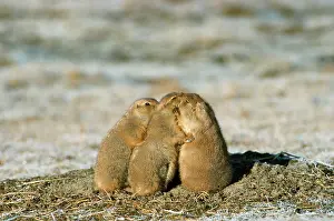 Huddled: Black-tailed Prairie Dog