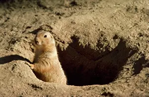 Cynomys: Black-tailed Prairie Dog