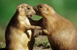 Cynomys: Black-tailed Prairie Dog