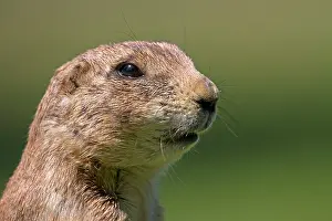 Cynomys: Black-tailed Prairie Dog