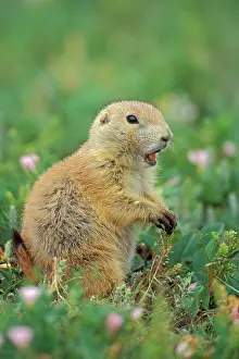 Pat And Tom Leeson: Black-tailed Prairie Dog