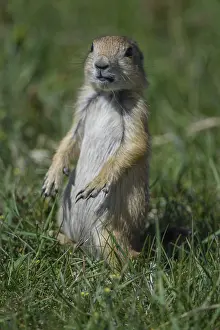Cynomys: Black-tailed Prairie Dog alert on hind legs - Black-tailed