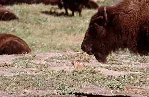 Sizes: Black-tailed PRAIRIE DOG and American BISON / American