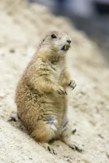 Incisors: Black-tailed Prairie Dog - animal with exaggerated incisors