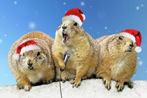 Microphone: Black-tailed Prairie Dog - three animals in a row