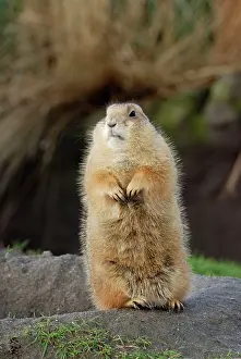 Cynomys: Black-tailed Prairie Dog - basking in winter sunshine
