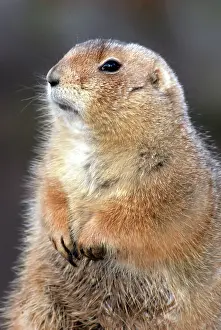 Cynomys: Black-tailed Prairie Dog - basking in winter sunshine