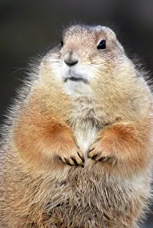 Cynomys: Black-tailed Prairie Dog - basking in winter sunshine