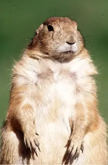 B Moose Peterson: Black-tailed PRAIRIE DOG - close-up, upright