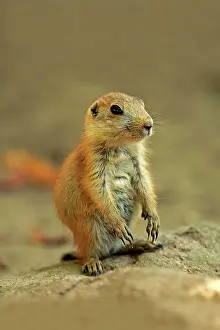 Cynomys: Black-tailed Prairie Dog (Cynomys ludovicianus)